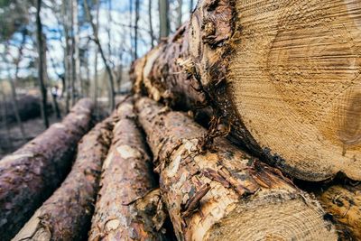 Close-up of logs in forest