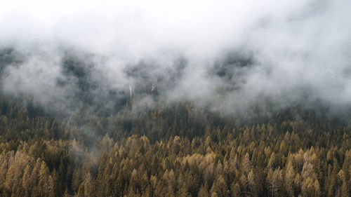 Scenic view of forest against sky