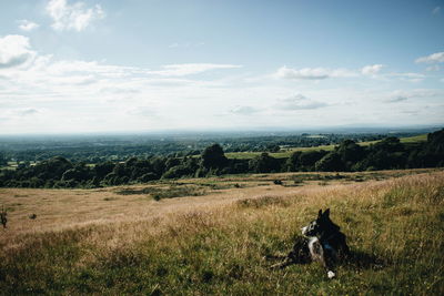 Dog on field against sky