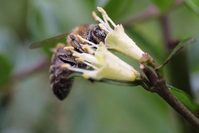 Close-up of insect on flower