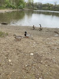 Ducks on a lake