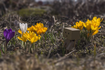 Close-up of yellow crocus flowers on field