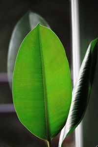 Close-up of green leaf