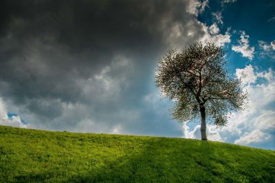 Tree on field against sky