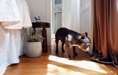 Dog standing in front of home