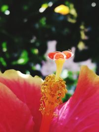 Close-up of fresh yellow hibiscus blooming outdoors