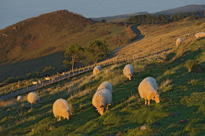 Sheep in farm