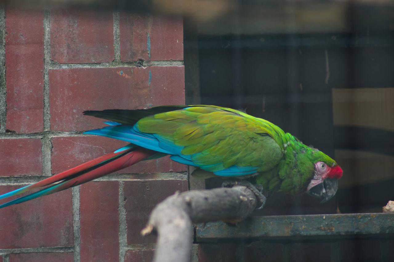 VIEW OF PARROT PERCHING ON WALL