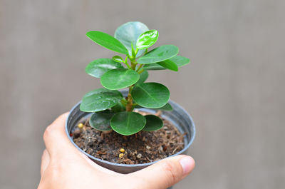 Midsection of person holding small potted plant