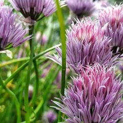 Close-up of pink flowers