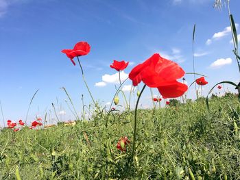 Red poppy flowers on field against sky