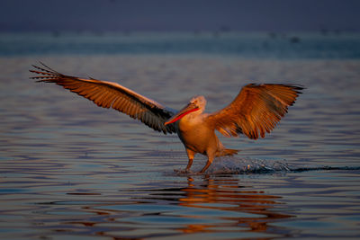 Bird flying over lake