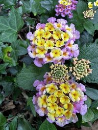 flowering plant