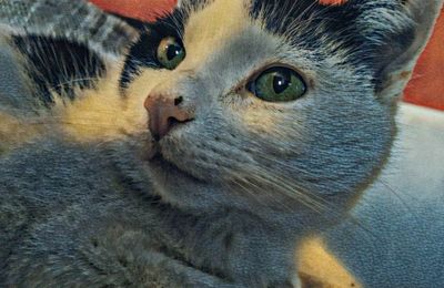 Close-up portrait of a cat