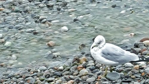 Ducks on shore at beach