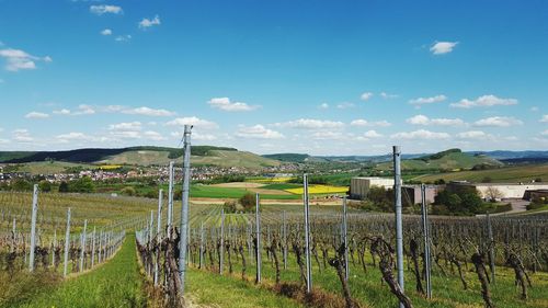 Vineyard against sky