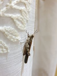 Close-up of butterfly on wall