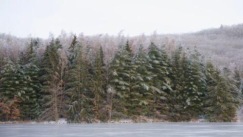 Pine trees in forest during winter against sky