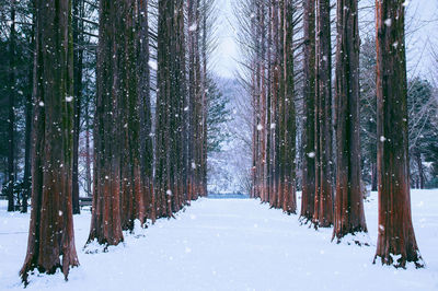 Snow covered trees in forest