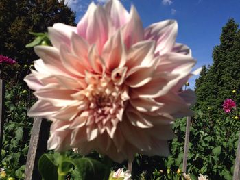 Close-up of flower blooming outdoors