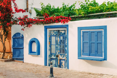 Potted plants against blue window