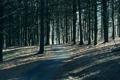 Trees in forest against sky