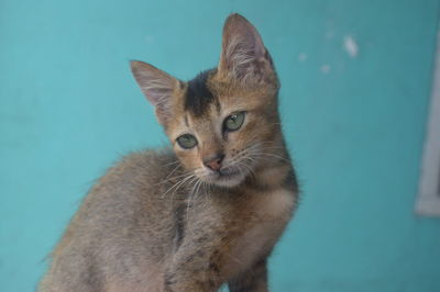 cat