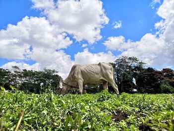 View of a horse on field