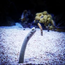 Close-up of fish swimming in aquarium