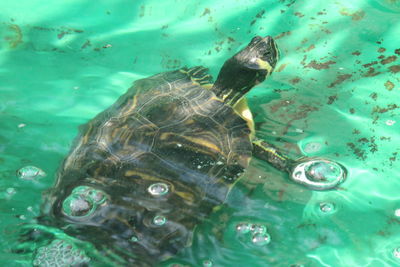 Close-up of turtle swimming in water