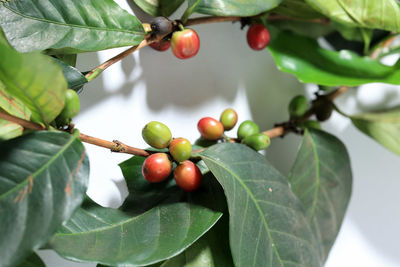 Close-up of fruits on tree