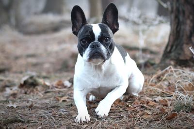 Portrait of boston terrier sitting on field