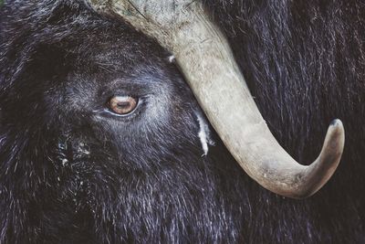 Close-up of black animal