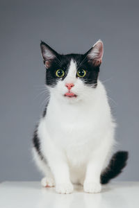 Close-up of cat on cube against gray background