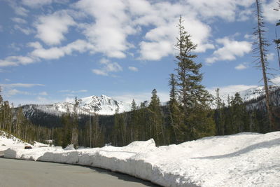 Pine trees on snowcapped mountains against sky