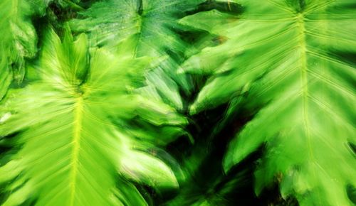 Full frame shot of green leaves
