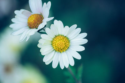 Close-up of white daisy