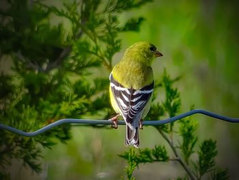 Close-up of bird perching on tree