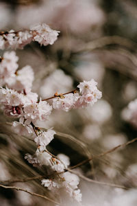 Close-up of cherry blossoms in spring