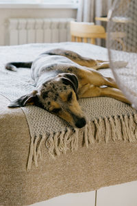 Dog sleeping on bed at home
