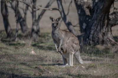 Portrait of giraffe on field