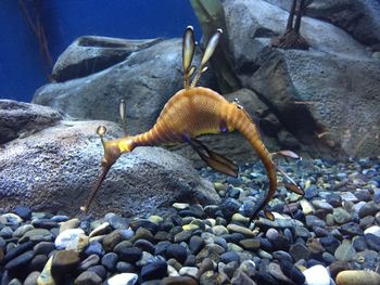 Lizard in aquarium