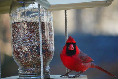 Close-up of bird perching on feeder