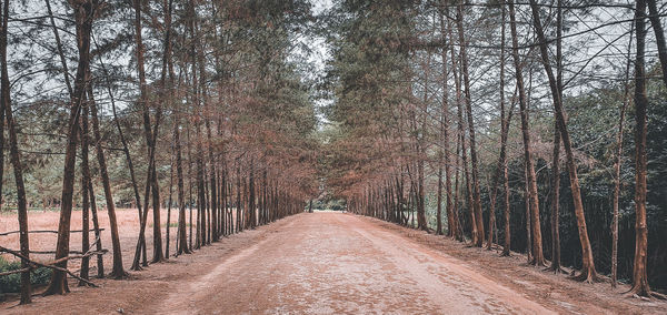 Road amidst trees in forest