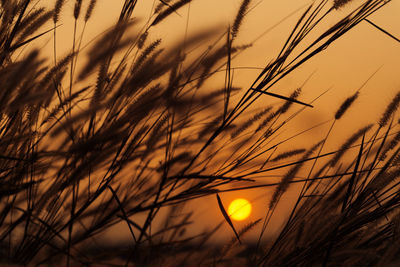 Close-up of silhouette plants against sunset sky