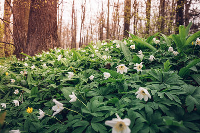 Close-up of fresh white flowering plants in forest