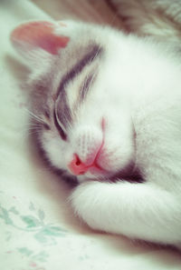 Close-up of cat sleeping