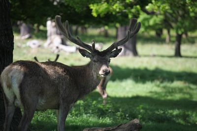 Deer in a forest