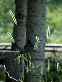 Close-up of insect on plant