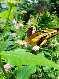 Close-up of butterfly perching on flower